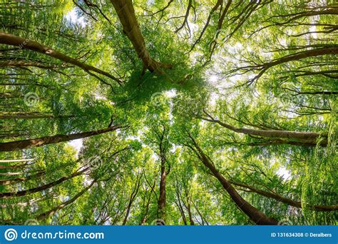 Treetops Stock Photo Image Of Panorama Ecosystem Green 131634308