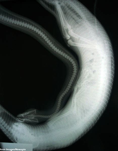 Pictured X Ray Of The Python Who Swallowed A Pussy Daily Mail Online