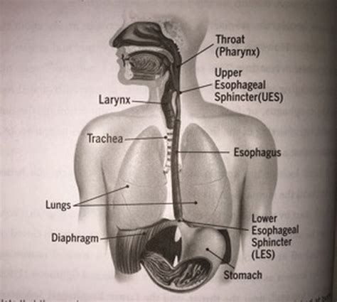 Trachea Esophagus Anatomy Diagram My Xxx Hot Girl