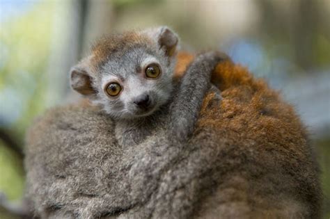 Mothers Little Dividend Crowned Lemur Mabanjas One Month Old Baby