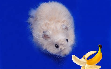 Though hamsters will eat bananas, and a little won't have any drastic effect on their health, there really is no point in feeding it to them. Can Syrian Hamsters Eat Bananas?