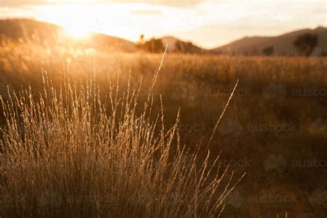 Image Of Dawn Sunlight Shining Through Grass In A Paddock Austockphoto