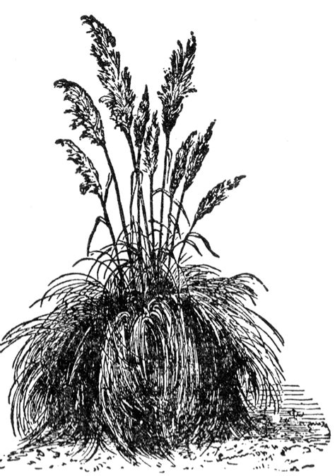 Clump of grass transparent background png clipart. Ornamental grass clipart 20 free Cliparts | Download ...