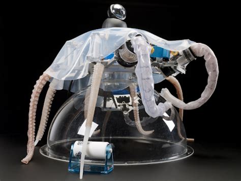Tech Imitates Life Sneaky Sea Worm Inspires Soft Robots Smithsonian