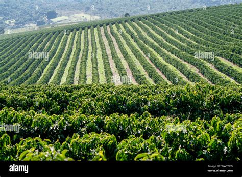 View Farm With Coffee Plantation Farm Coffee Plantation In Brazil