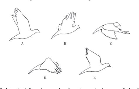 Figure 2 From A Flight Mechanics Centric Review Of Bird Scale Flapping
