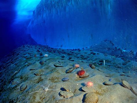 Marine Animals In Antarctica Adaptations