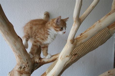 Catclimbingstructuresthingscatsclimbkitteninacattree Cat