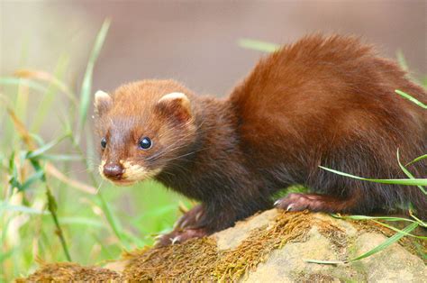 Weasel The Life Of Animals