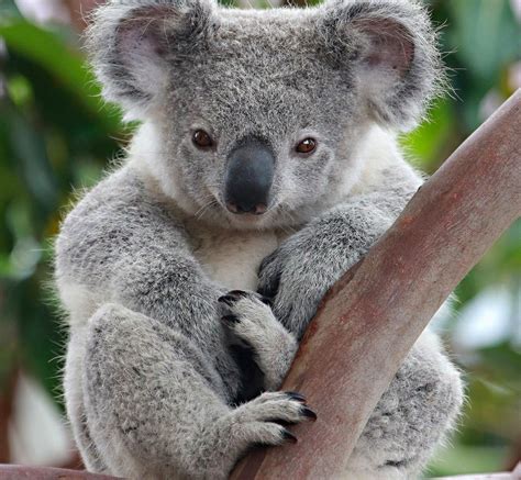 Pin By Kimberly Vredeveld Parson On Koalas Koala Bear Funny Koala Bear Koala