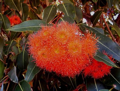 Western Australian Flowering Gum Eucalyptus Ficifolia Trees And