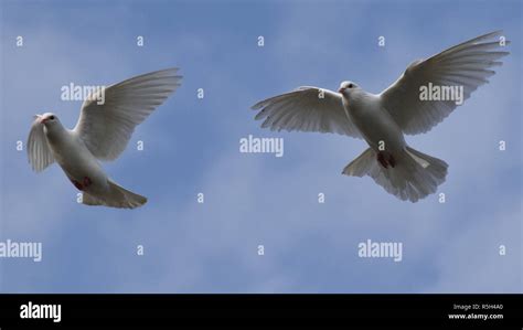 White Doves Flying Hi Res Stock Photography And Images Alamy