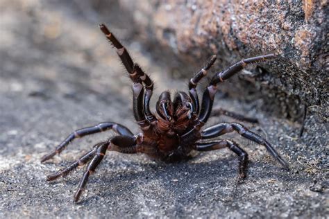 Sydney Funnel Web Spider Atrax Robustus Facts Identification And Pictures