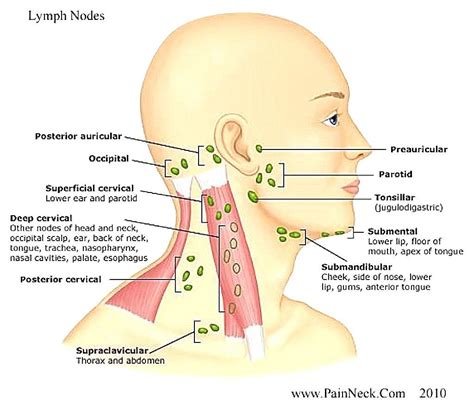 Superficial lymph nodes of the head: Pin on Hematological and Immune Response