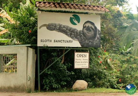 a day at cahuita s sloth sanctuary in costa rica