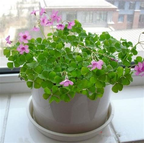 Check out our collection of flowers, vegetables, fruit & more seeds, buy now! 2019 Four Leaf Clover Seeds Grow Your Own Luck 4 Leaf Seed ...