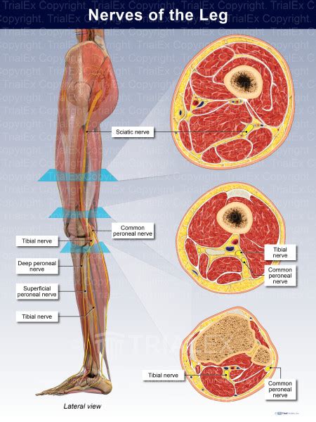 Nerves Of The Leg Trial Exhibits Inc