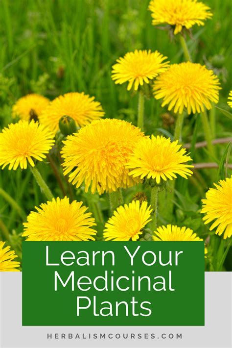 Wild Medicinal Plants 3 Common Healing Roots Herbalism Natural