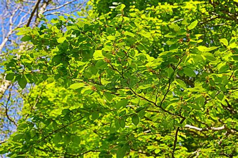 Foliage Of Beech Tree In Spring Stock Image Image Of Beech Beauty