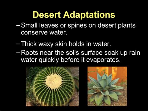 The cactus adapted by growing thicker centers, so water could be held inside of them. Plant adaptations