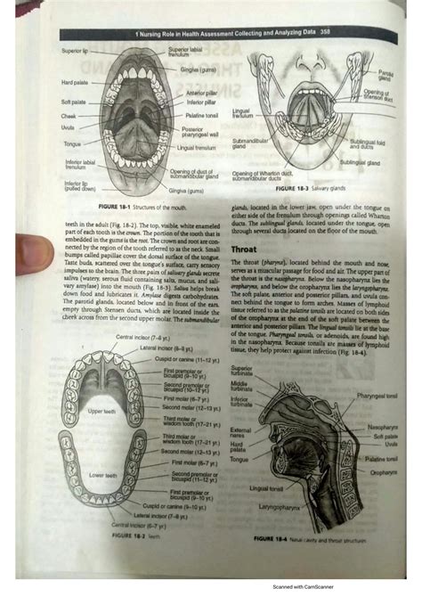 Solution Assessing Mouth Throat Nose And Sinuses Nursing Notes 2nd