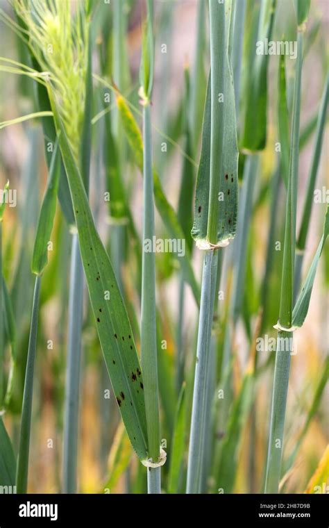 Net Blotch Of Barley Fungal Disease On Barley Stock Photo Alamy