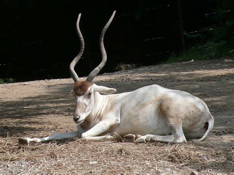 The addax is very high on the iucn's red list as critically endangered and their numbers in the wild are dwindling. Addax antelope (also known as: white antelope & screwhorn ...