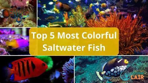 Check Out The Top 5 Most Colorful Saltwater Fish