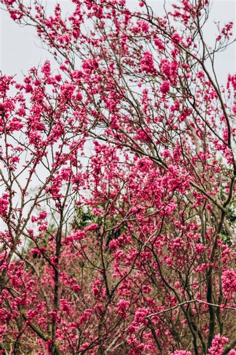 Pink Flowering Tree In The Garden Floral Background Natural Flower