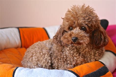 Facts About The Teddy Bear Dog Breed Thatll Make You Go Aww