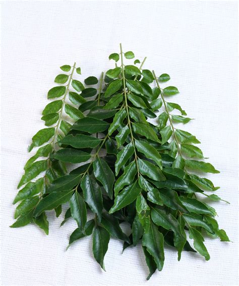 Curry leaves are rich in antioxidants (1). 10 easy-to-grow vegetables, fruits and herb - Kuali