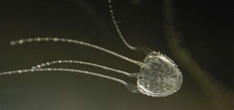 Understanding Irukandji Jellyfish Nesp Twq