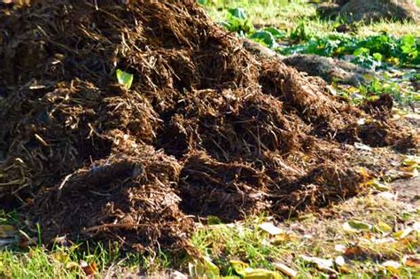 Weed management in horse pastures is a constant process. How to use horse manure with no regrets