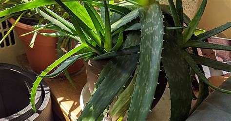 Any Help On How I Can Care For This Aloe Plant Imgur