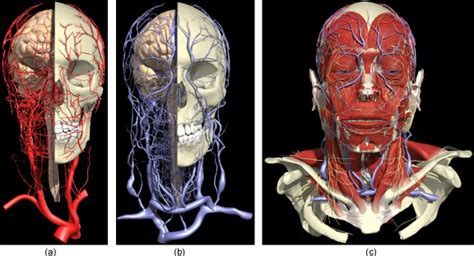 Looking for printable world maps? Generic map of superficial blood vessels on the face - courtesy of... | Download Scientific Diagram