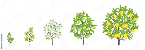 Plakat Lemon Tree Growth Stages Vector Illustration Ripening Period