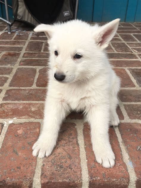 White German Shepherd Puppies For Sale Pets Lovers