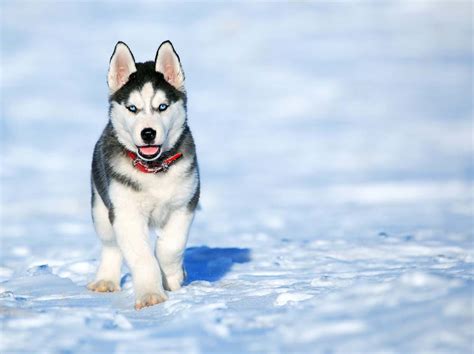 The lifespan of the alaskan husky is around 12 to 15 years. Top 10 Cute Dog Breeds You Can't Resist - Top Dog Tips