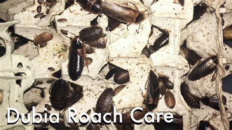 how to breed dubia roaches youtube