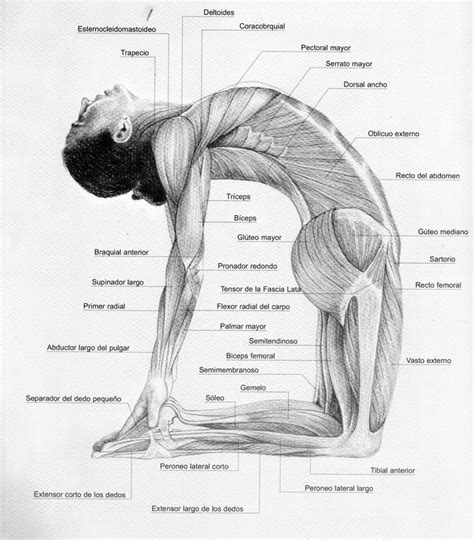 Do as much of the sequence as you can, gradually working your way to camel as you're ready. 104 Best images about Jogas anatomija / Yoga anatomy on ...