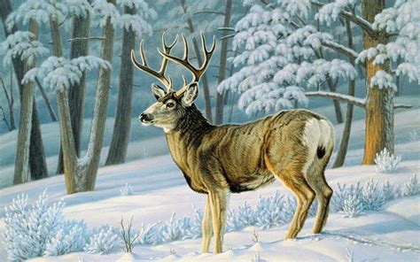 Winter Forest Cute Deer Slope Wallpapers And Stock Photos