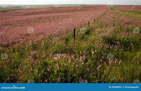 Pink Flower Alfalfa Stock Image Image Of Spring Gathering 35496451