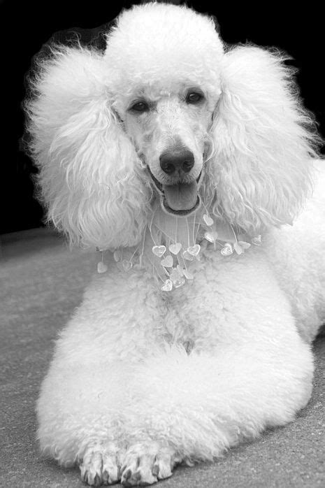 French Poodle Poodle Dogs Pink Poodle