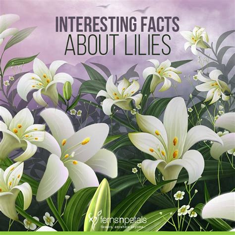 10 Interesting Facts To Learn About Lilies Ferns N Petals