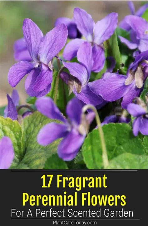 Click here for version in lithuanian (courtesy of dovydas kleiza). 17 Fragrant Perennial Flowers For A Perfect Scented Garden ...