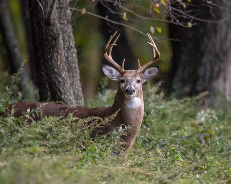 Whitetail Hunting Guide Maryland Whitetail Deer Guide Bandj Guide Service
