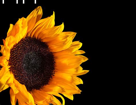 We hope you enjoy our growing collection of hd images to use as a background or home screen for your smartphone or computer. Sunflower | David Da Costa Photography