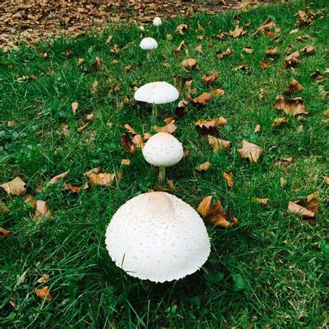 Princeton Nature Notes Fairy Ring Mushrooms