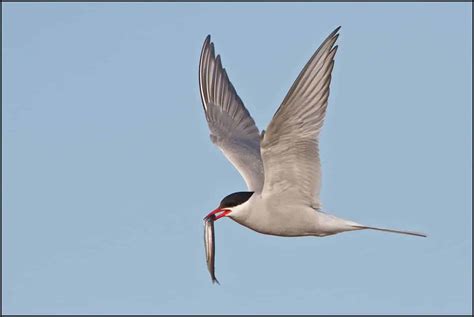 Arctic Tern Focusing On Wildlife