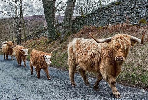Follow Me Highland Cow Painting Scottish Highland Cow Highland Cattle